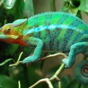 ¡Miedo! ¿Eres tú una novia camaleón?